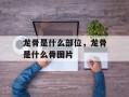 龙骨是什么部位，龙骨是什么骨图片
