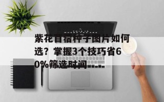 紫花苜蓿种子图片如何选？掌握3个技巧省60%筛选时间