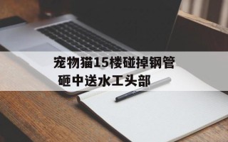 宠物猫15楼碰掉钢管 砸中送水工头部