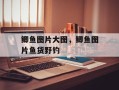 鲫鱼图片大图，鲫鱼图片鱼货野钓