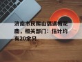 济南市民爬山偶遇梅花鹿，相关部门：估计约有20余只