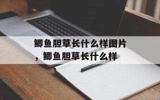 鲫鱼胆草长什么样图片，鲫鱼胆草长什么样