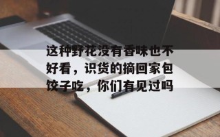 这种野花没有香味也不好看，识货的摘回家包饺子吃，你们有见过吗