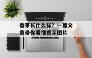 香茅长什么样？一篇文章带你看懂香茅图片