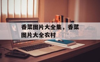 香菜图片大全集，香菜图片大全农村