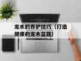 龙木的养护技巧（打造健康的龙木盆栽）