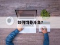 如何饲养斗鱼？