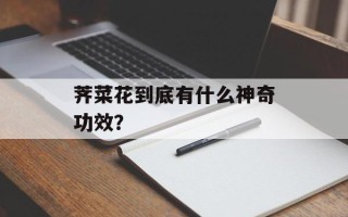 荠菜花到底有什么神奇功效？