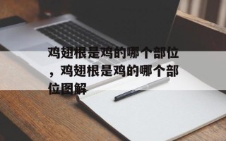 鸡翅根是鸡的哪个部位，鸡翅根是鸡的哪个部位图解