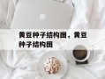 黄豆种子结构图，黄豆种子结构图