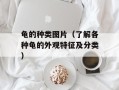 龟的种类图片（了解各种龟的外观特征及分类）