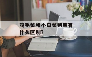 鸡毛菜和小白菜到底有什么区别？