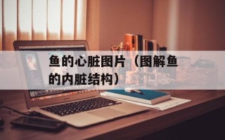 鱼的心脏图片（图解鱼的内脏结构）
