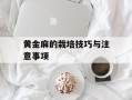 黄金麻的栽培技巧与注意事项