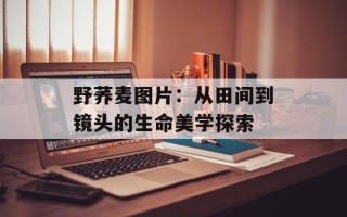 野荞麦图片：从田间到镜头的生命美学探索