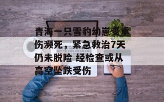 青海一只雪豹幼崽受重伤濒死，紧急救治7天仍未脱险 经检查或从高空坠跌受伤