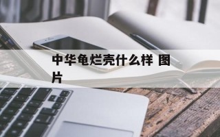 中华龟烂壳什么样 图片