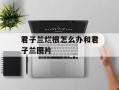 君子兰烂根怎么办和君子兰图片