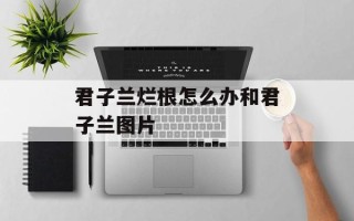 君子兰烂根怎么办和君子兰图片