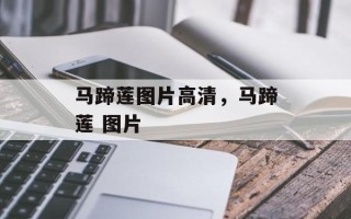 马蹄莲图片高清，马蹄莲 图片