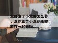 龙虾生了小龙虾怎么养，龙虾生了小龙虾能都放在一起养吗
