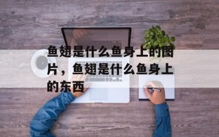 鱼翅是什么鱼身上的图片，鱼翅是什么鱼身上的东西