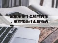 麻麻花是什么植物的花，麻麻花是什么植物的花