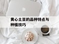 黄心土豆的品种特点与种植技巧