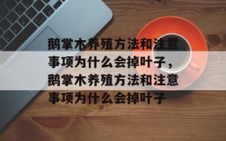 鹅掌木养殖方法和注意事项为什么会掉叶子，鹅掌木养殖方法和注意事项为什么会掉叶子