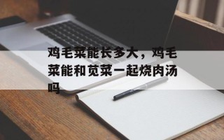 鸡毛菜能长多大，鸡毛菜能和苋菜一起烧肉汤吗