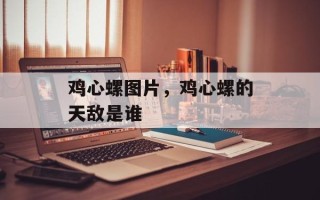 鸡心螺图片，鸡心螺的天敌是谁