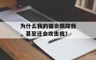 为什么我的猫会跟踪我，甚至还会攻击我？