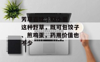 芳草百味 | 别小看这种野草，既可包饺子、煎鸡蛋，药用价值也不少