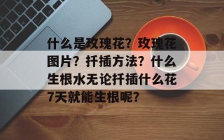 什么是玫瑰花？玫瑰花图片？扦插方法？什么生根水无论扦插什么花7天就能生根呢？