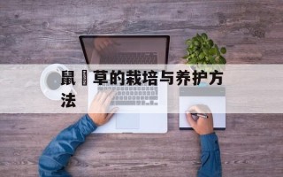 鼠粬草的栽培与养护方法