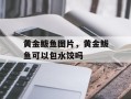 黄金鲅鱼图片，黄金鲅鱼可以包水饺吗