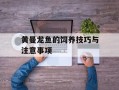 黄曼龙鱼的饲养技巧与注意事项