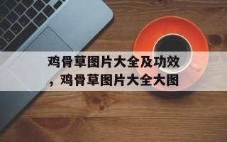 鸡骨草图片大全及功效，鸡骨草图片大全大图