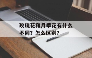 玫瑰花和月季花有什么不同？怎么区别？