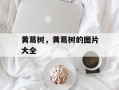 黄葛树，黄葛树的图片大全