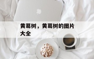 黄葛树，黄葛树的图片大全