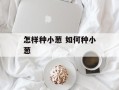 怎样种小葱 如何种小葱