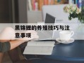 黑锦鲤的养殖技巧与注意事项
