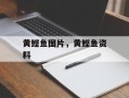 黄鲣鱼图片，黄鲣鱼资料