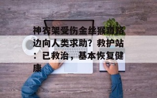 神农架受伤金丝猴蹲路边向人类求助？救护站：已救治，基本恢复健康