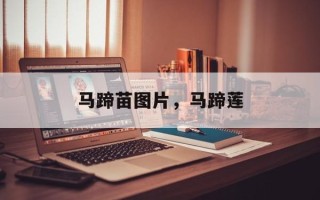 马蹄苗图片，马蹄莲