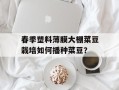 春季塑料薄膜大棚菜豆栽培如何播种菜豆？
