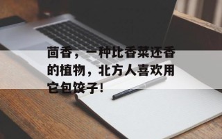 茴香，一种比香菜还香的植物，北方人喜欢用它包饺子！