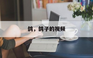鸽，鸽子的视频