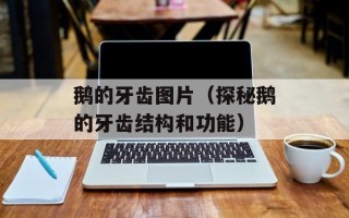 鹅的牙齿图片（探秘鹅的牙齿结构和功能）